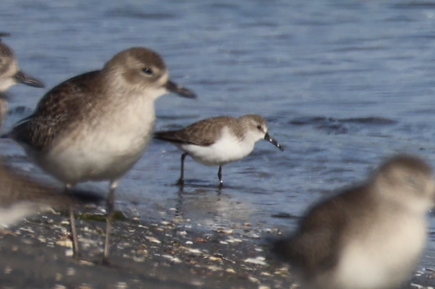 Bergstrandläufer - ML637821185