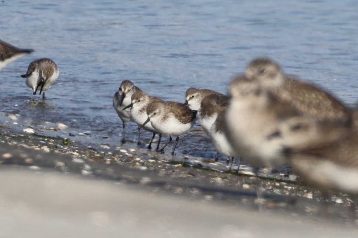 Bergstrandläufer - ML637821186