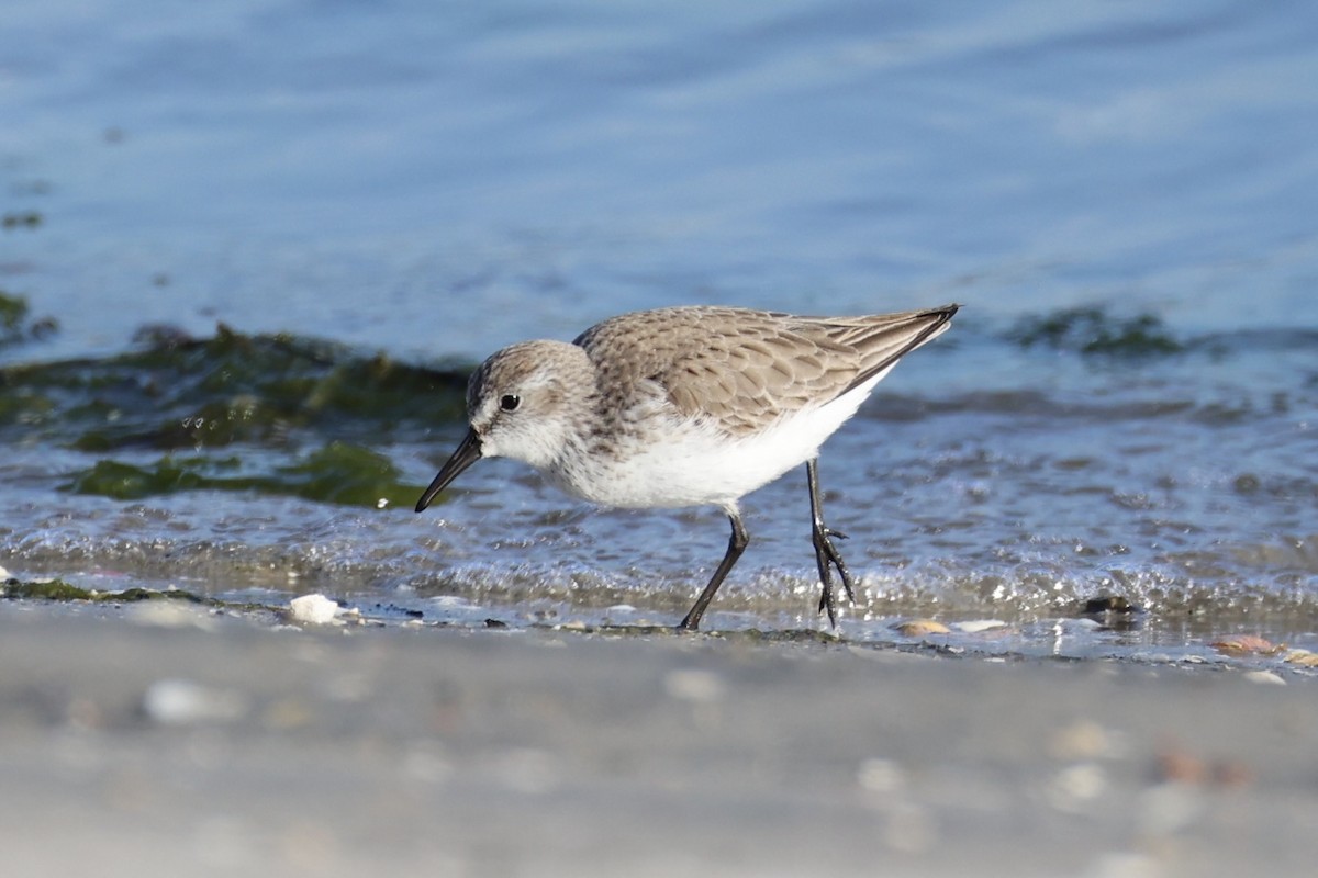 Bergstrandläufer - ML637821188