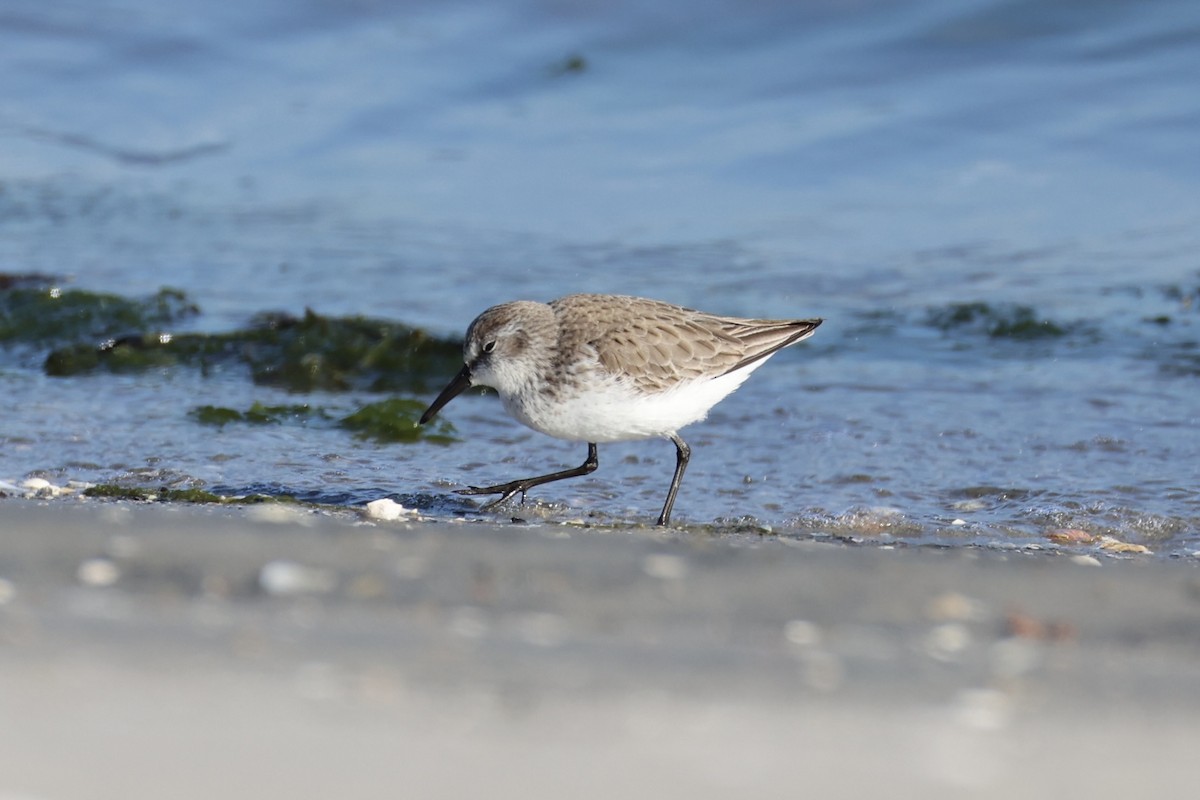 Bergstrandläufer - ML637821189