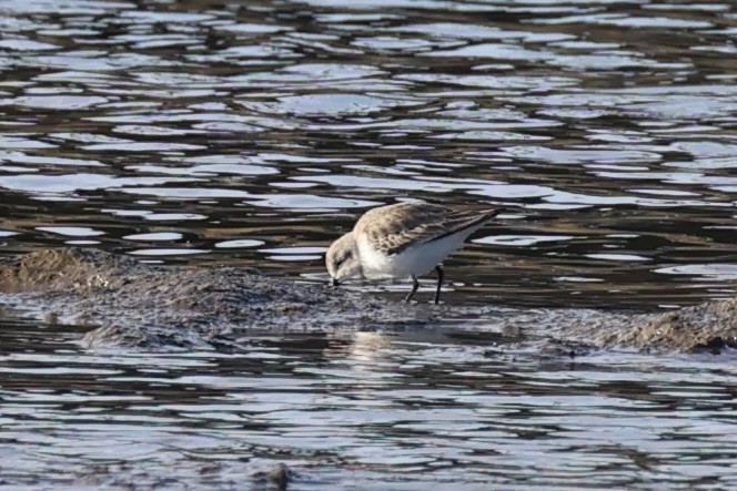 Bergstrandläufer - ML637821190