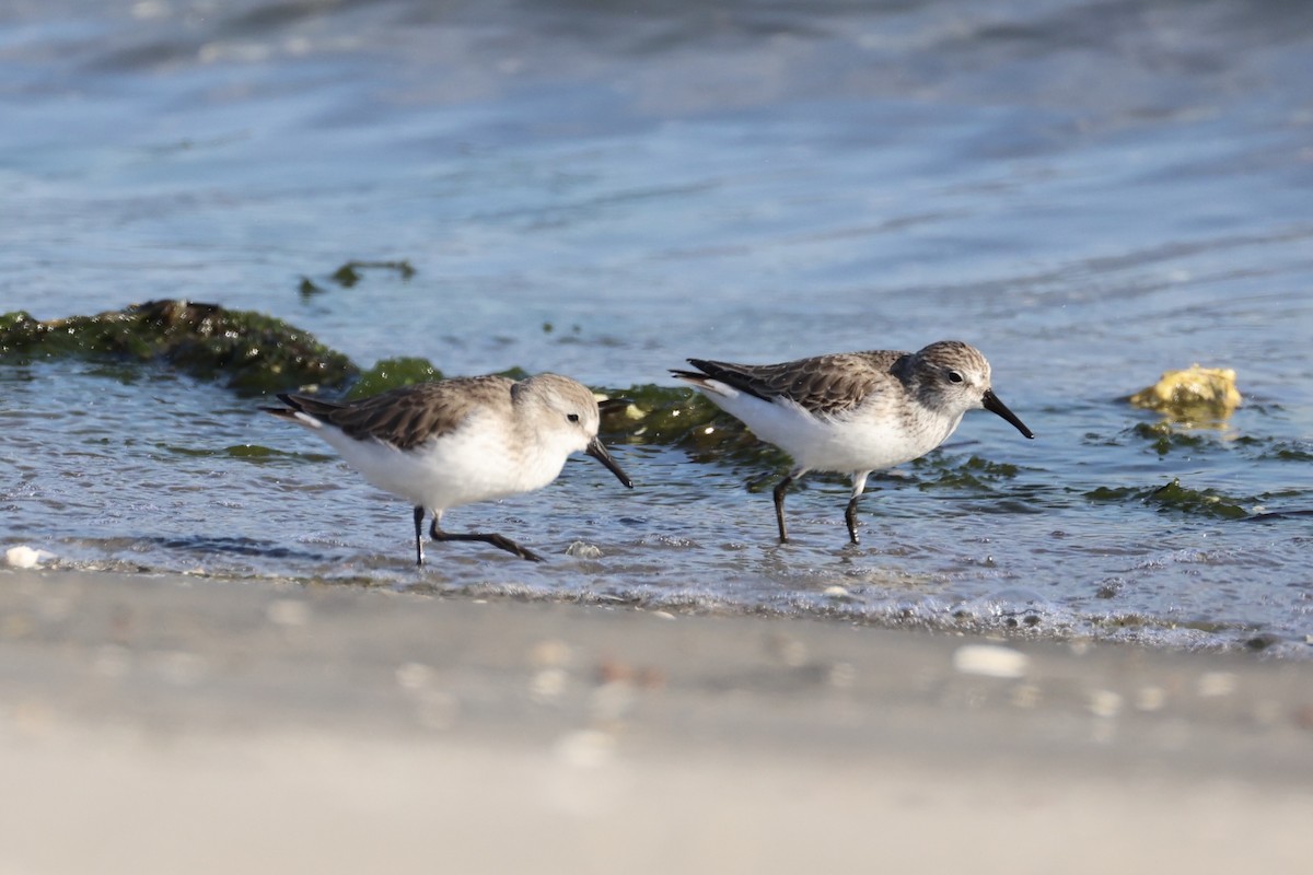Bergstrandläufer - ML637821191