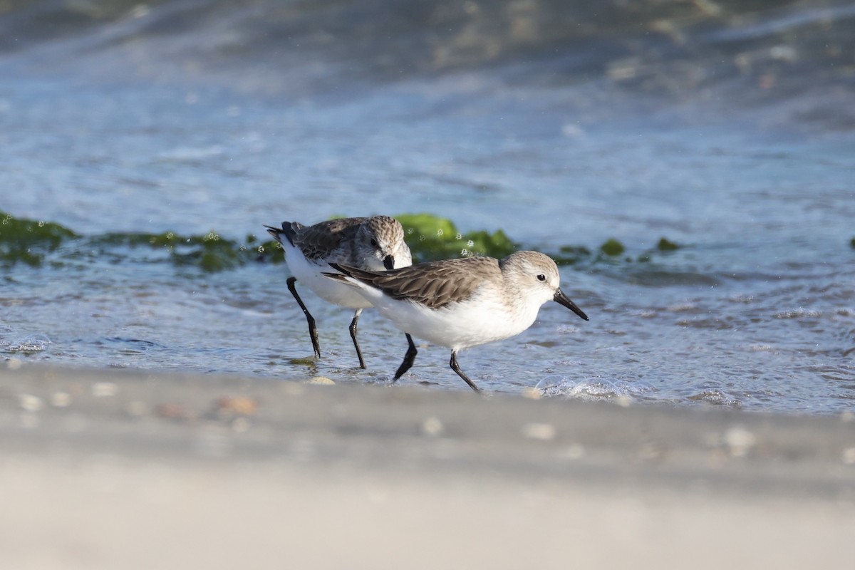 Bergstrandläufer - ML637821192