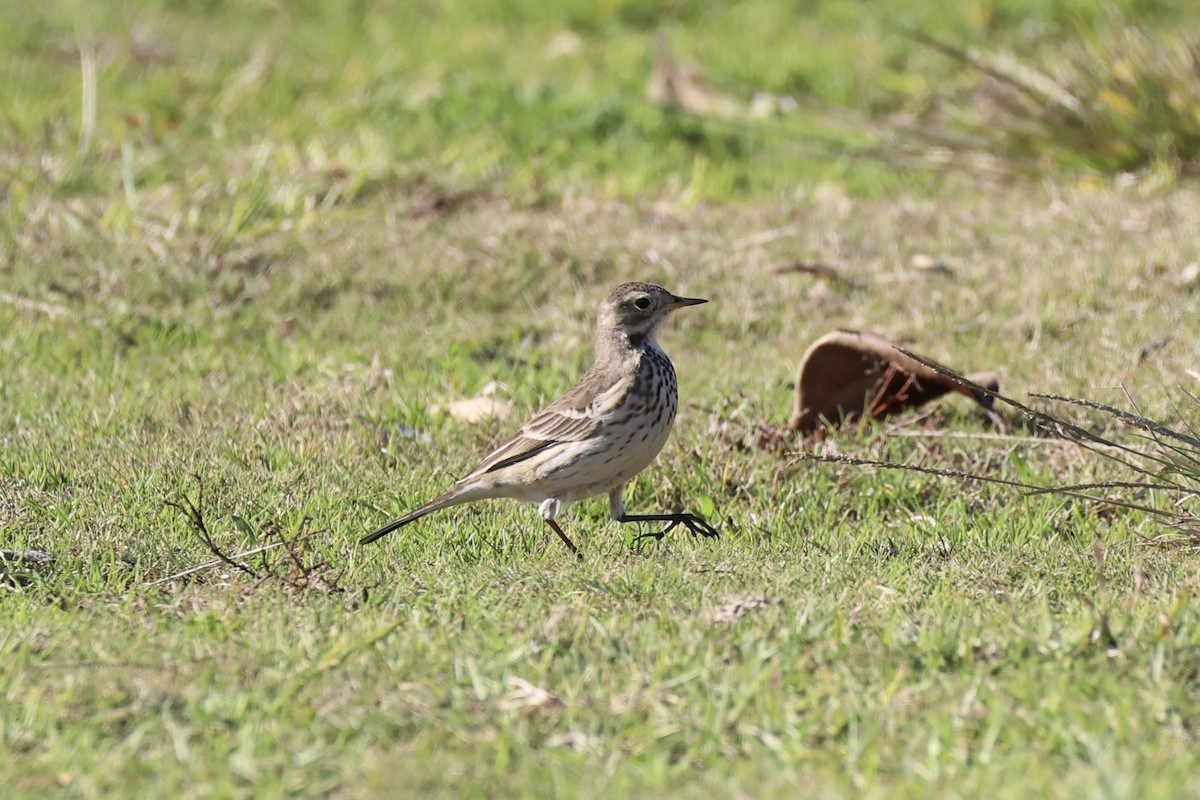 American Pipit - ML637821300
