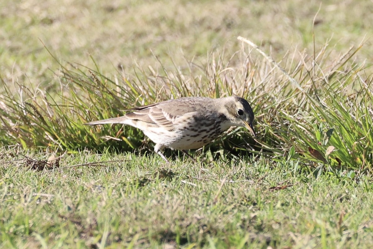 American Pipit - ML637821301