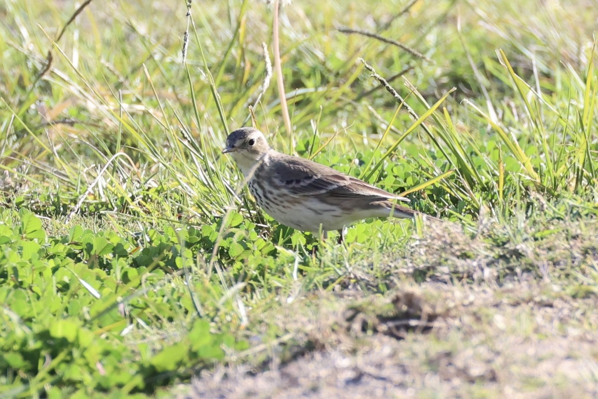 American Pipit - ML637821302