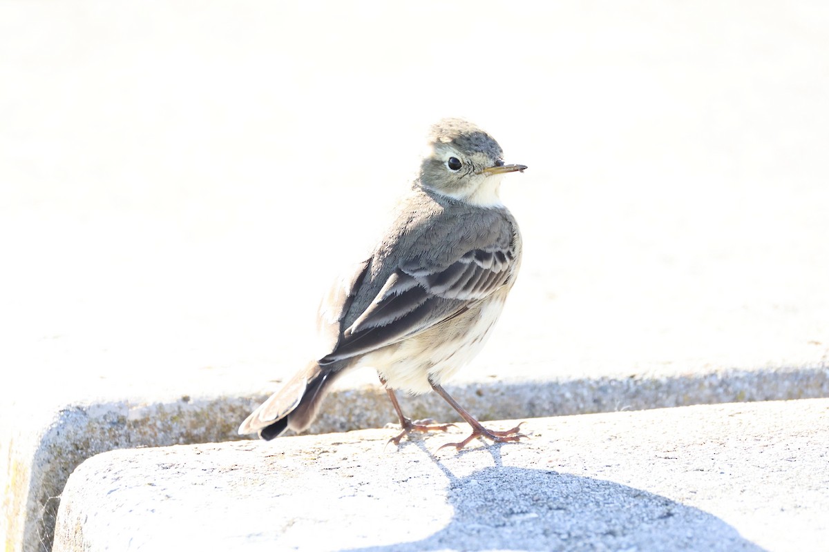 American Pipit - ML637821303