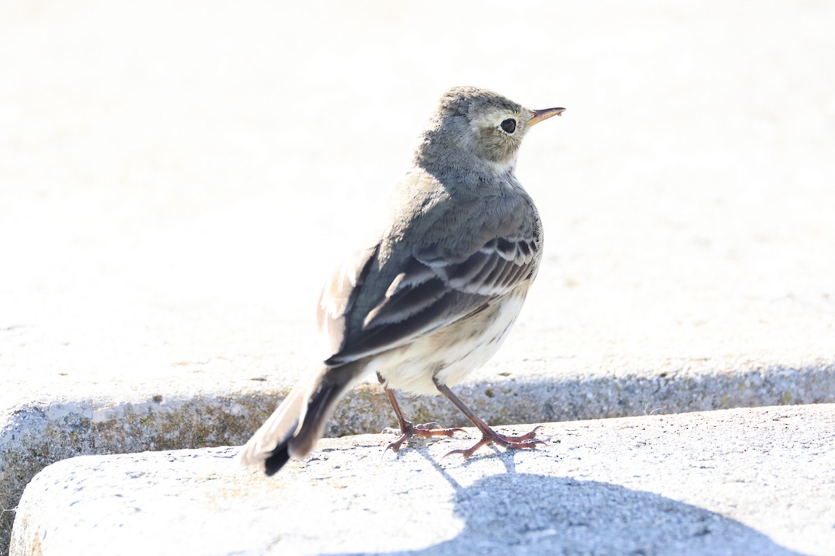 American Pipit - ML637821304