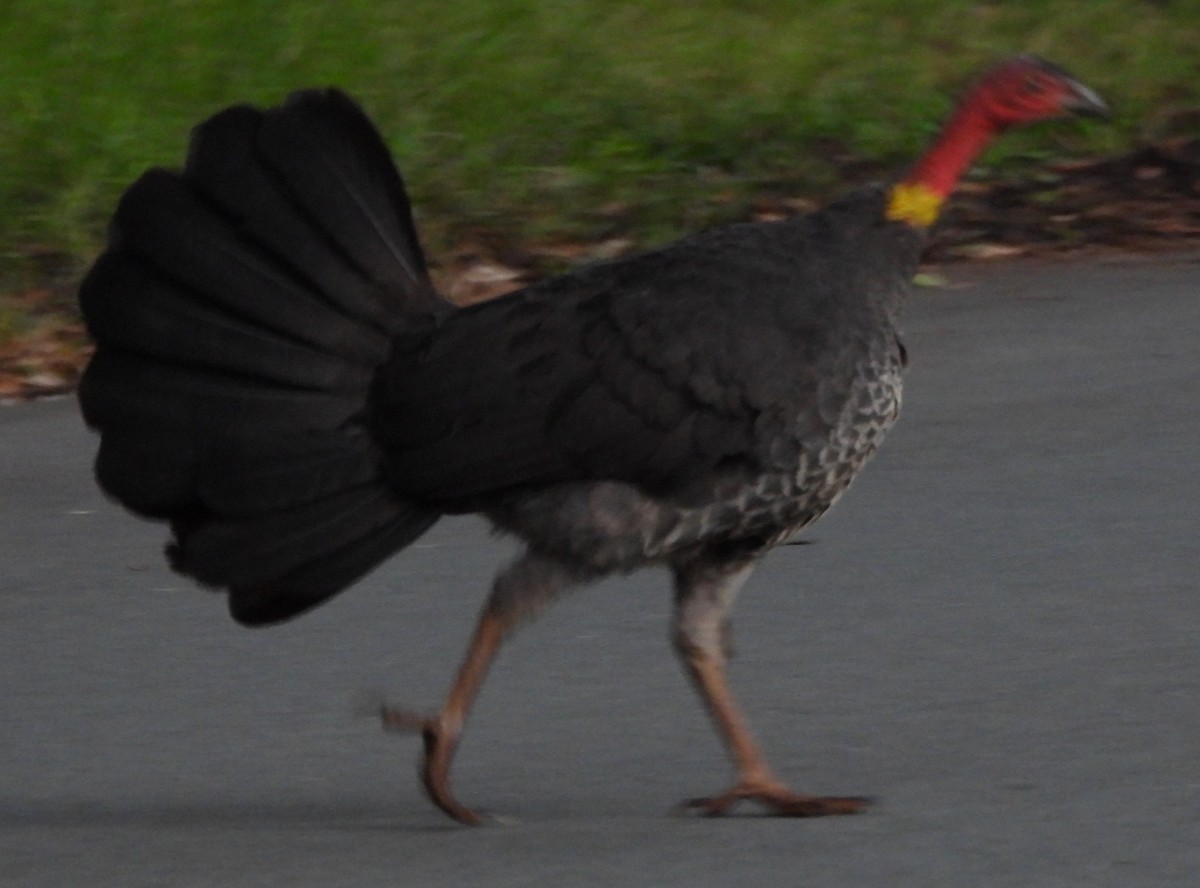 Australian Brushturkey - ML637821448