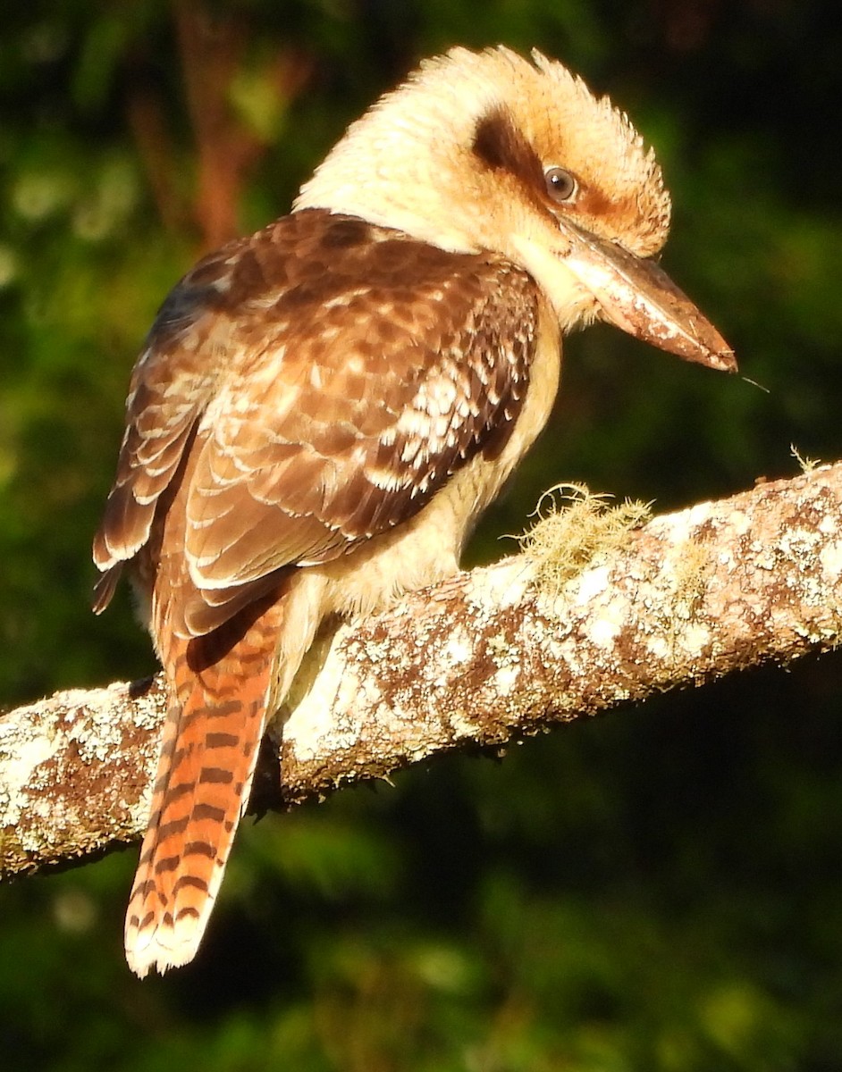 Laughing Kookaburra - ML637821463
