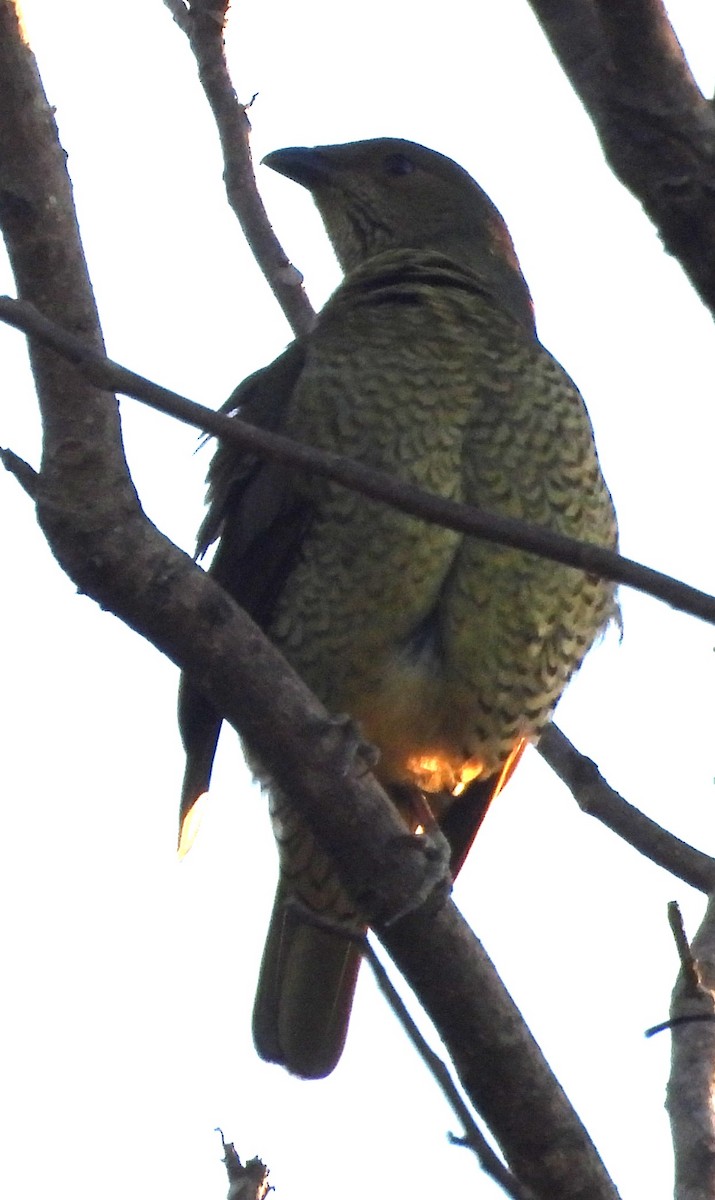 Satin Bowerbird - ML637821497