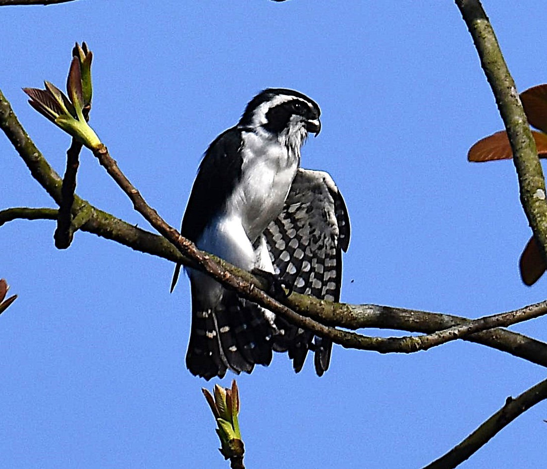 Pied Falconet - ML637821523