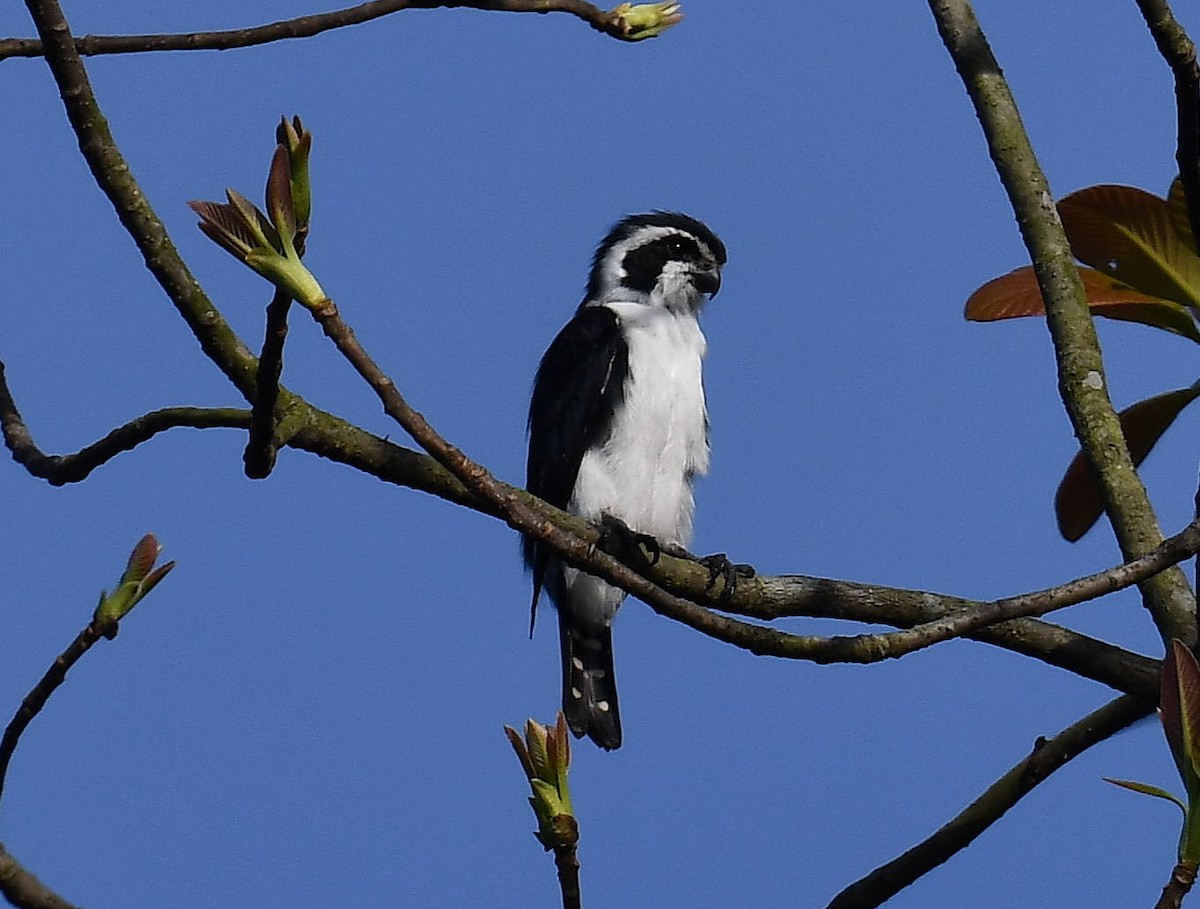 Pied Falconet - ML637821554