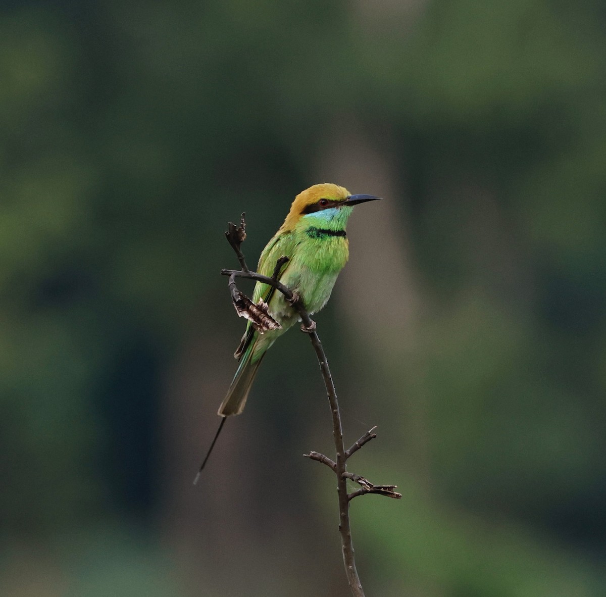 Asian Green Bee-eater - ML637821567