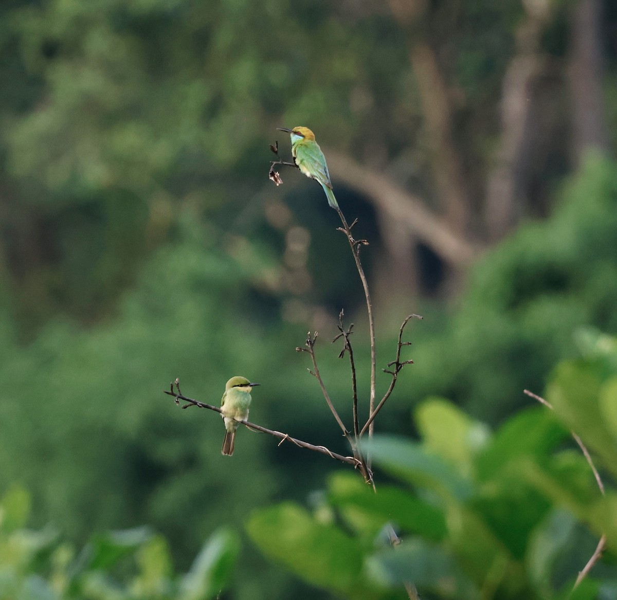 Asian Green Bee-eater - ML637821568