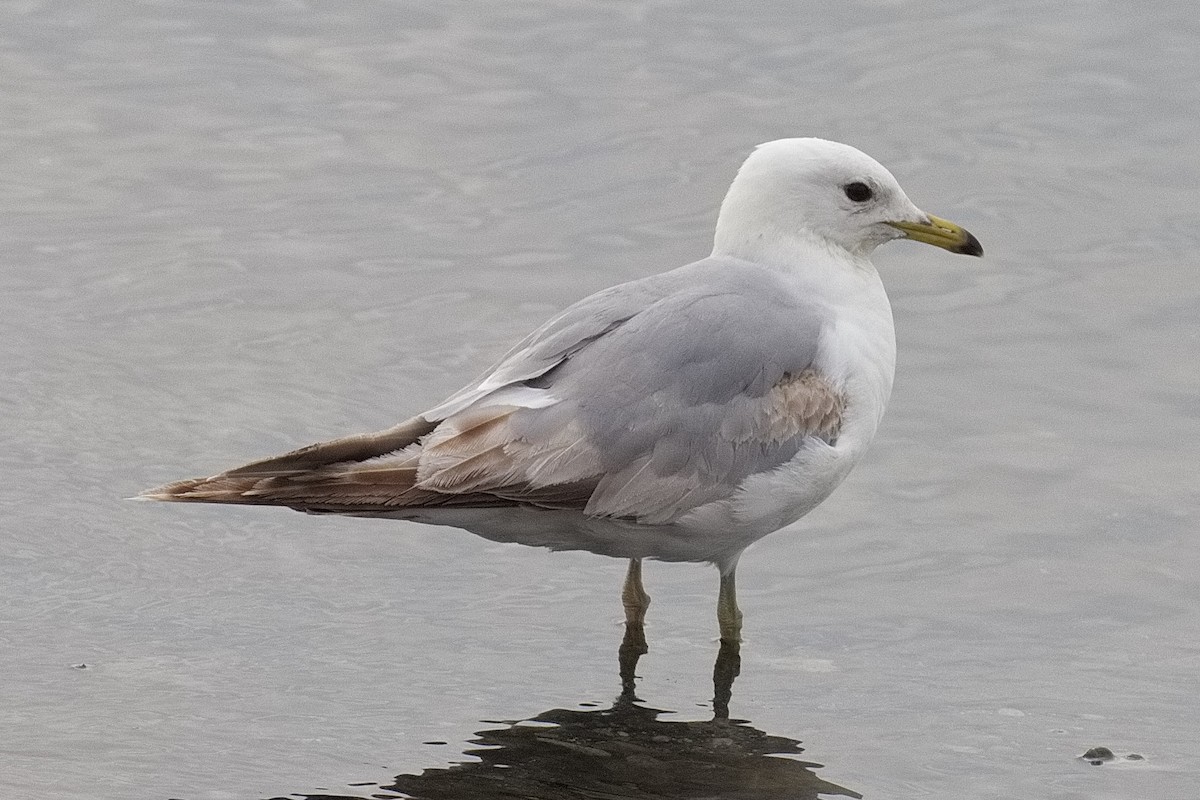 Common Gull - ML637821572