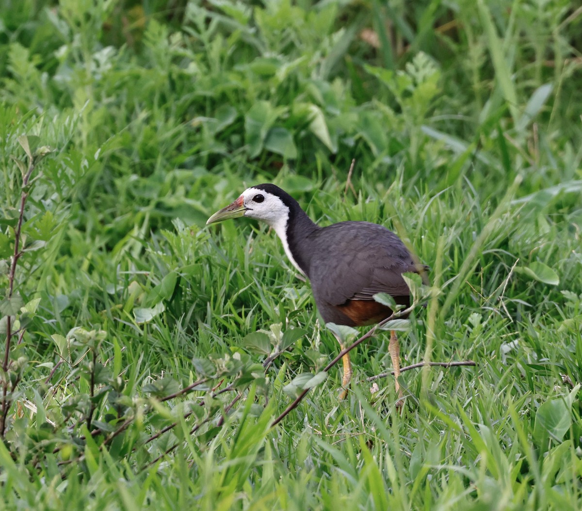 白腹秧雞 - ML637821578