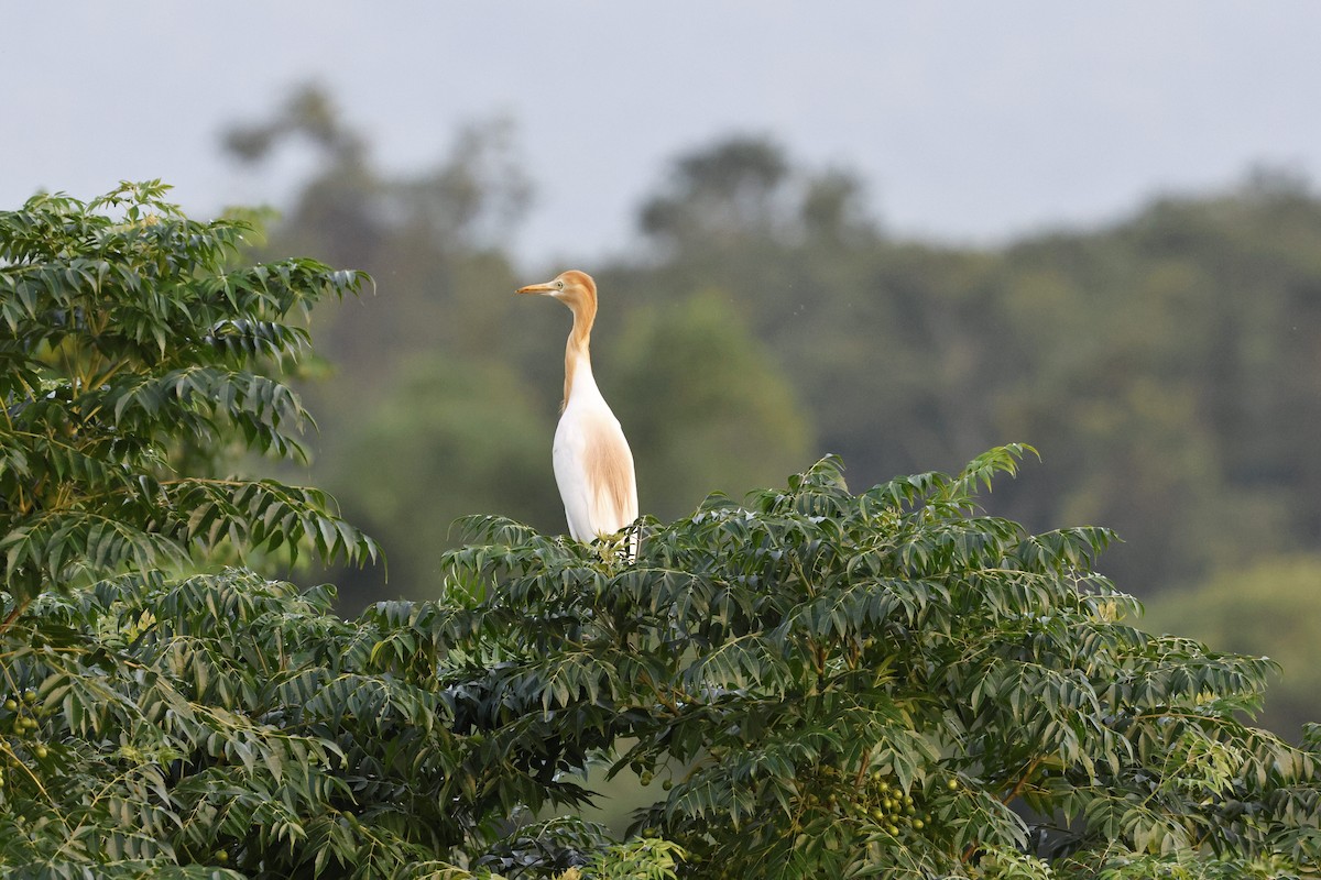 黃頭鷺 - ML637821587
