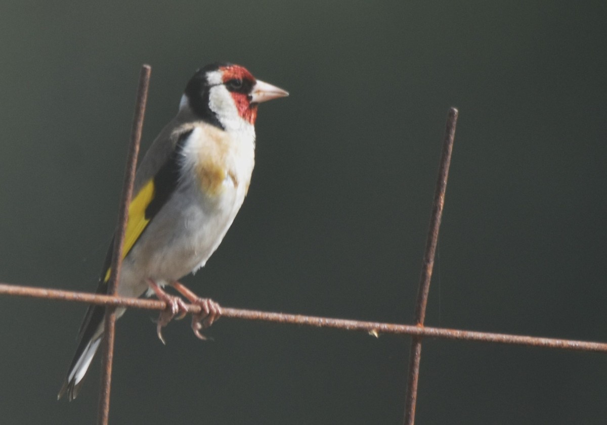European Goldfinch - ML637821590