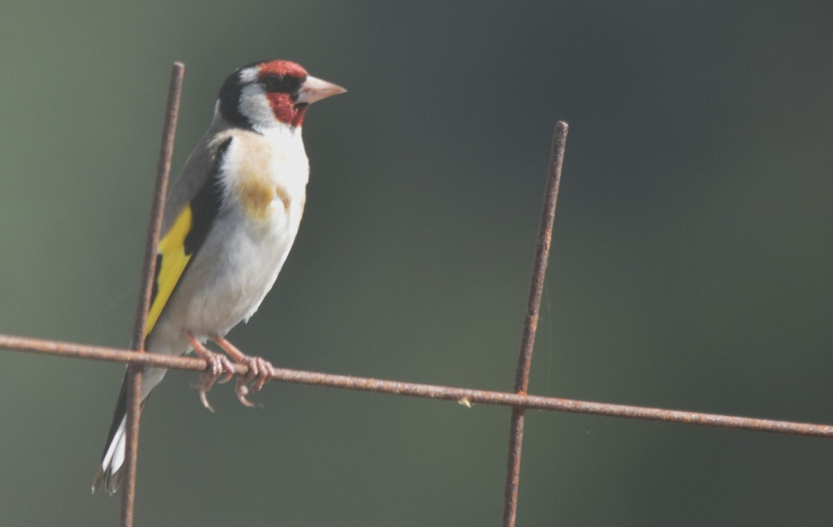 European Goldfinch - ML637821591