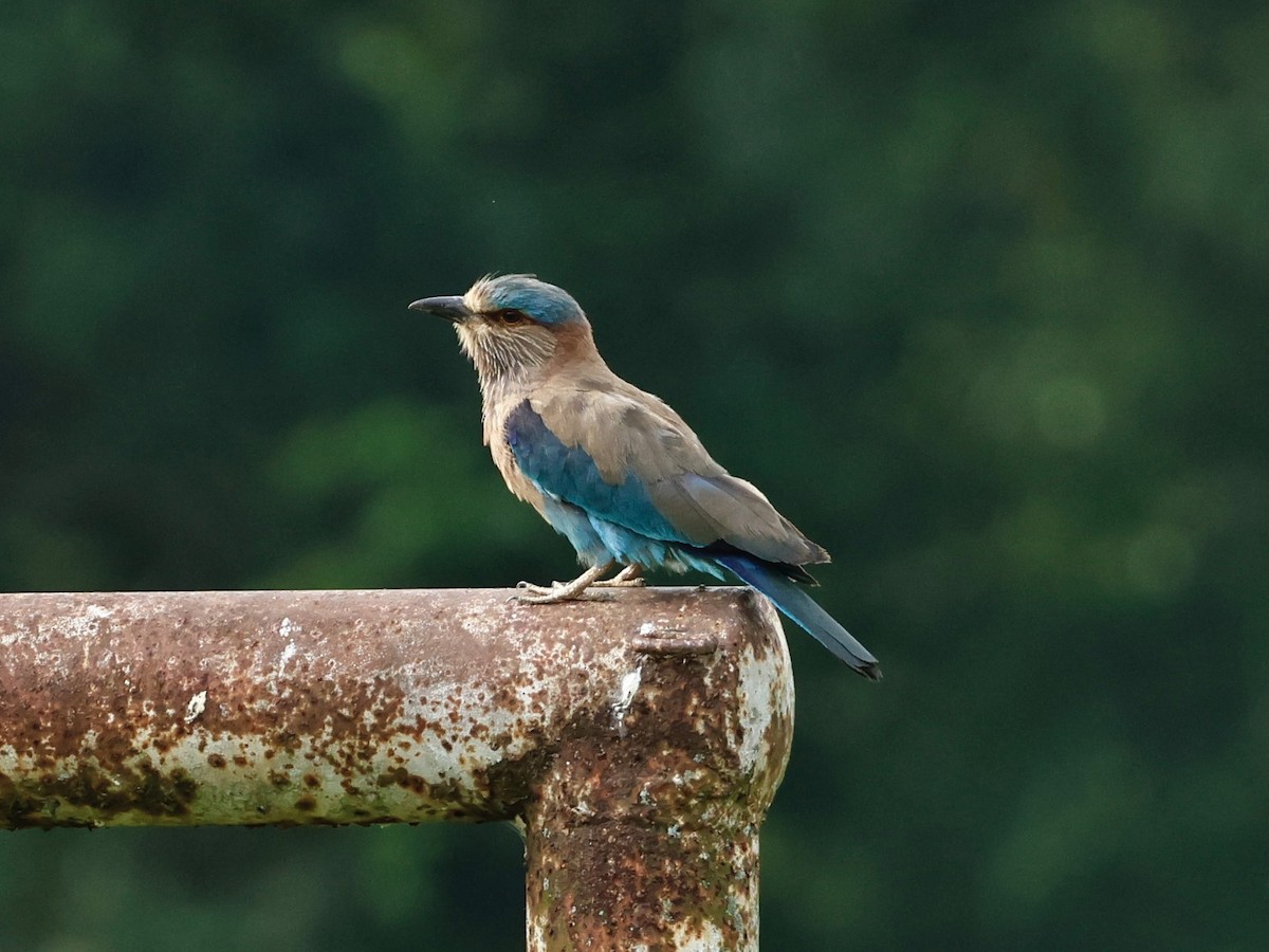 Indian Roller - ML637821594