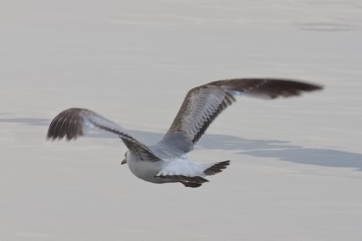 Common Gull - ML637821595