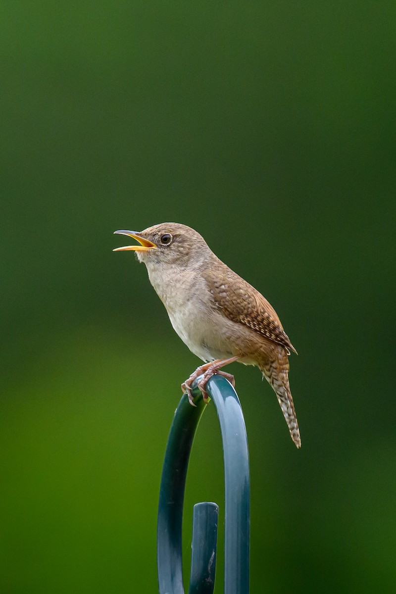 Northern House Wren - ML637821596