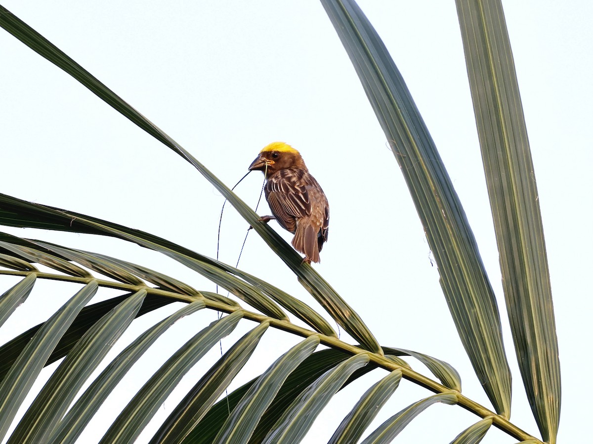 Baya Weaver - ML637821602
