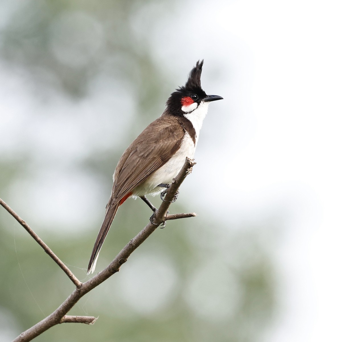 紅耳鵯 - ML637821615