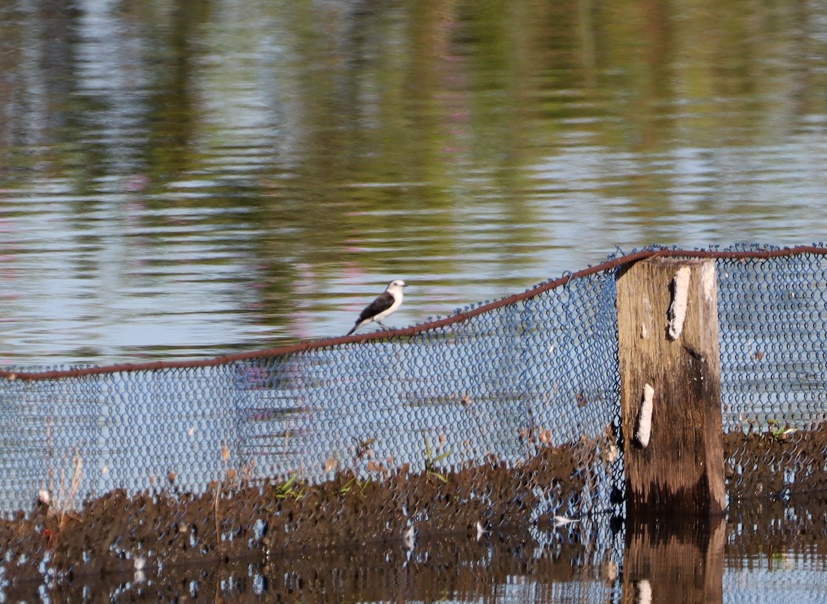 Black-backed Water-Tyrant - ML637821616