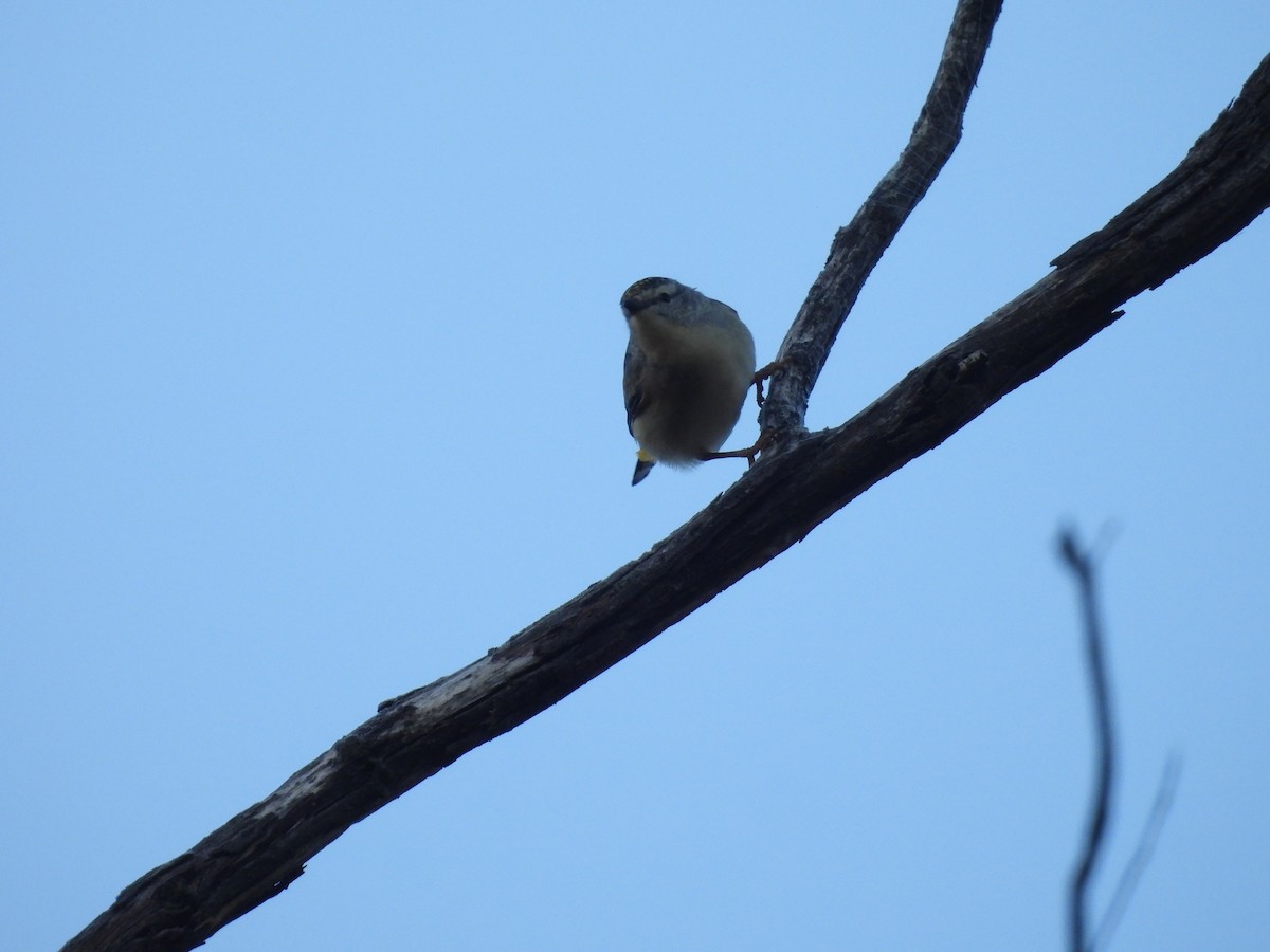 Spotted Pardalote - ML637821652