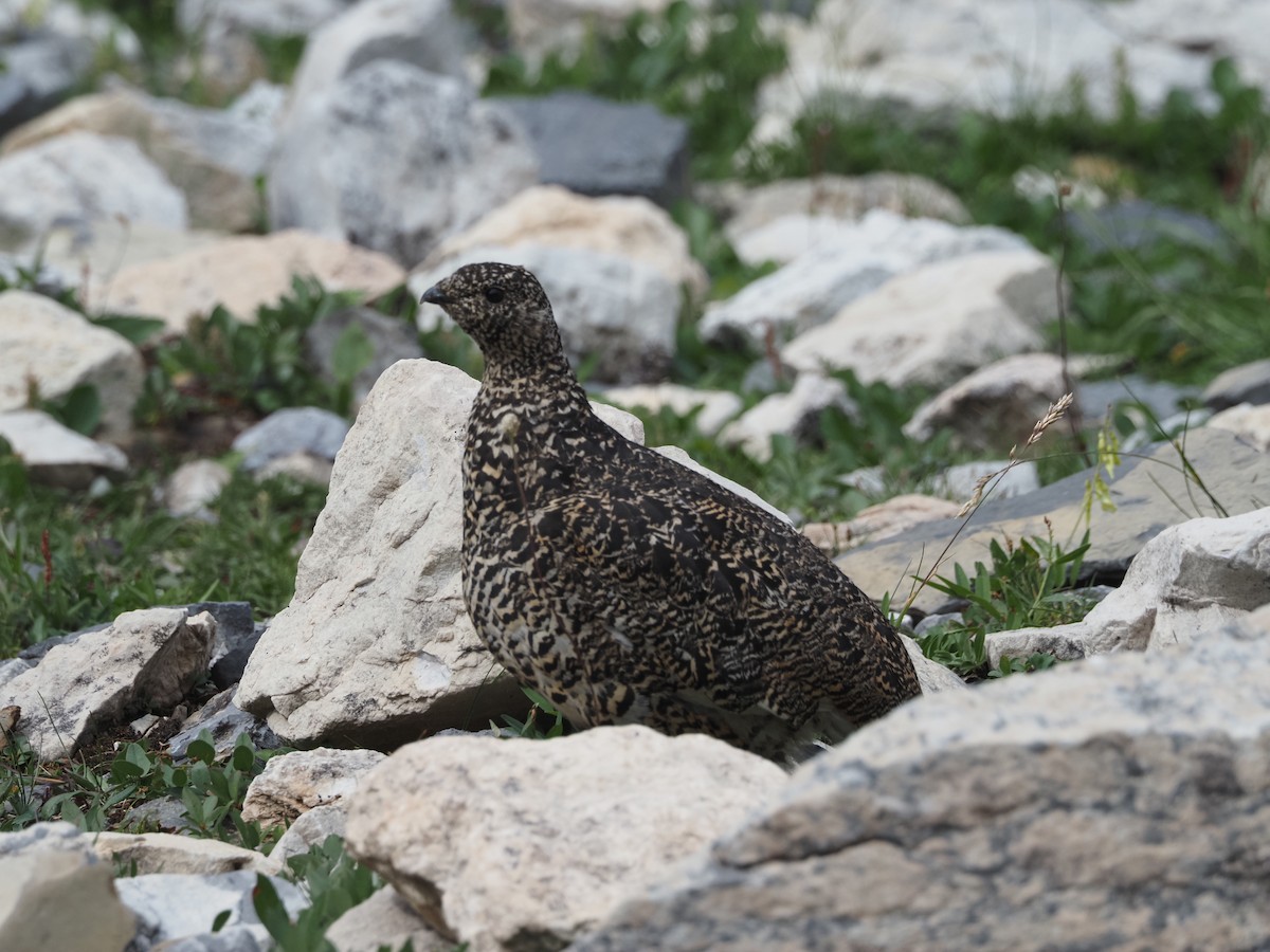 White-tailed Ptarmigan - ML637821695