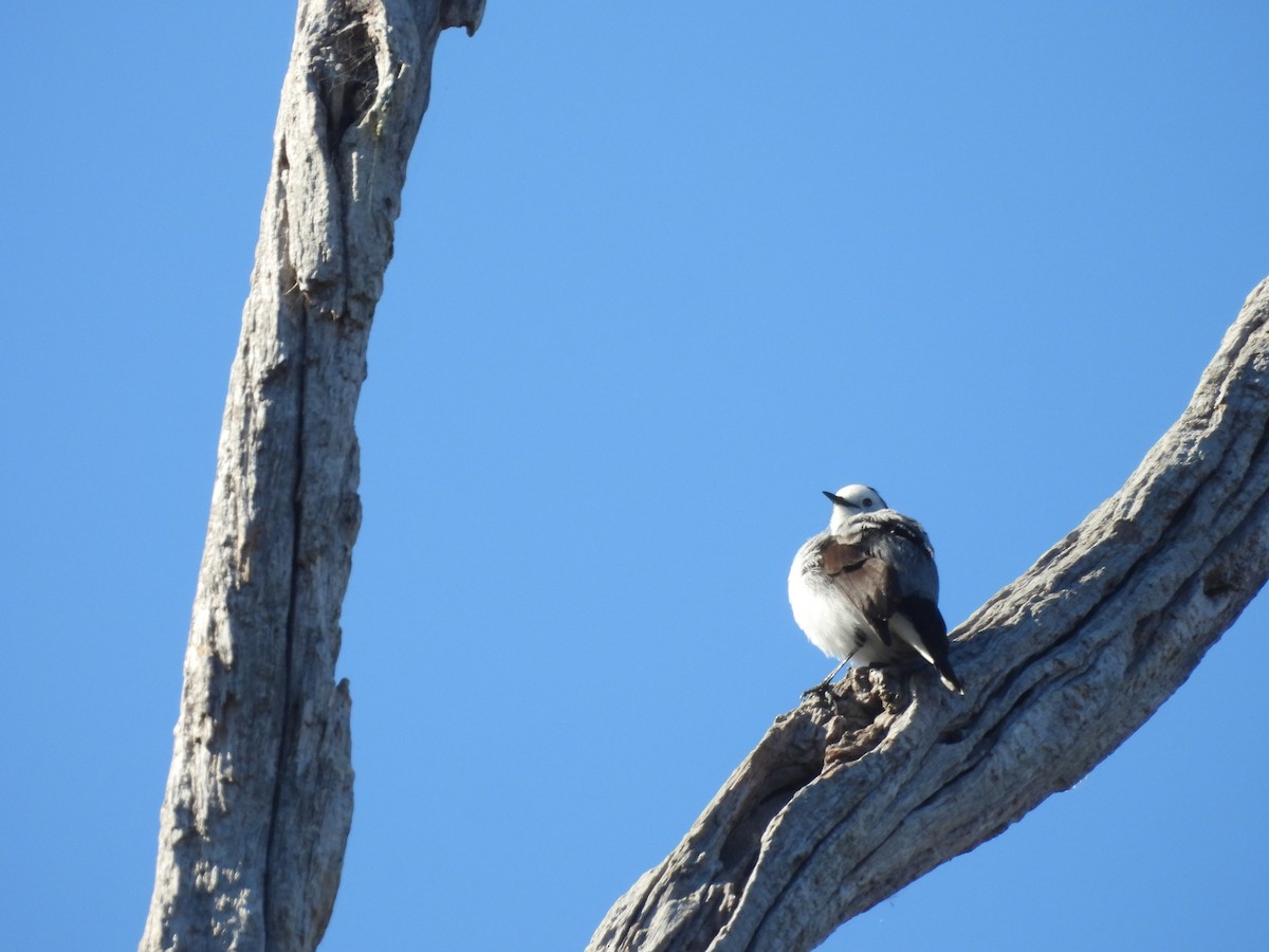 White-fronted Chat - ML637821699