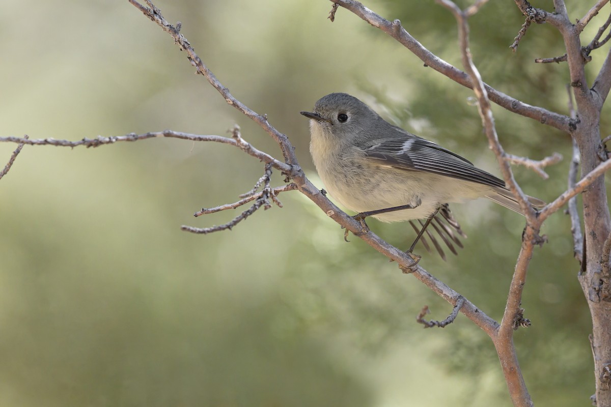 Ruby-crowned Kinglet - ML637821700