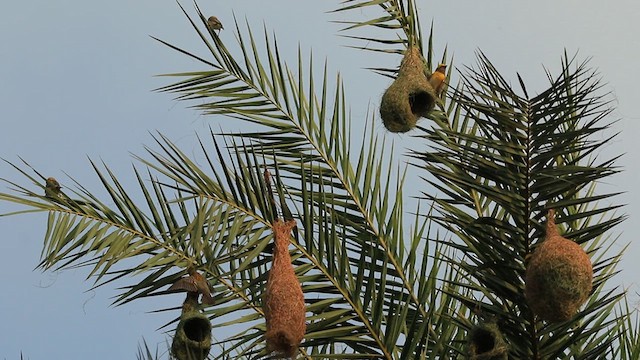 Baya Weaver - ML637821701