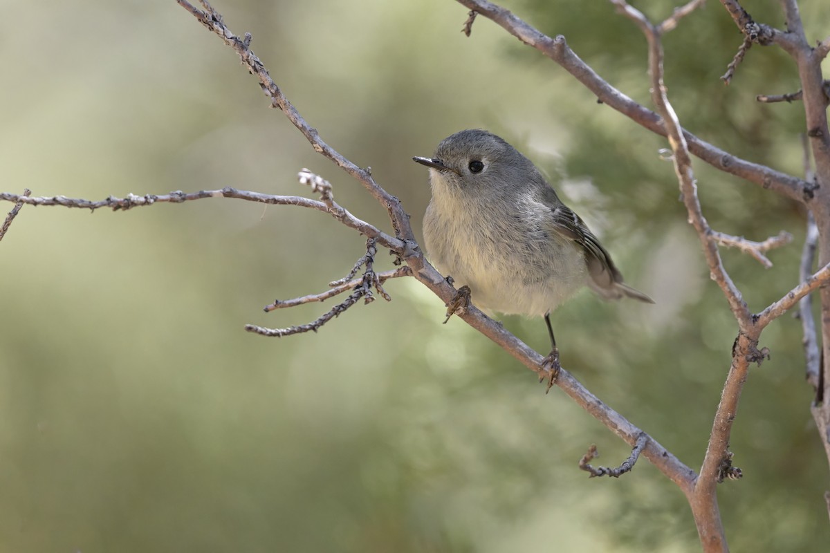 Ruby-crowned Kinglet - ML637821702