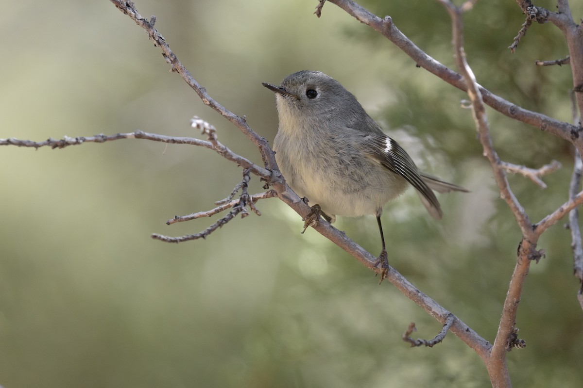 Ruby-crowned Kinglet - ML637821704