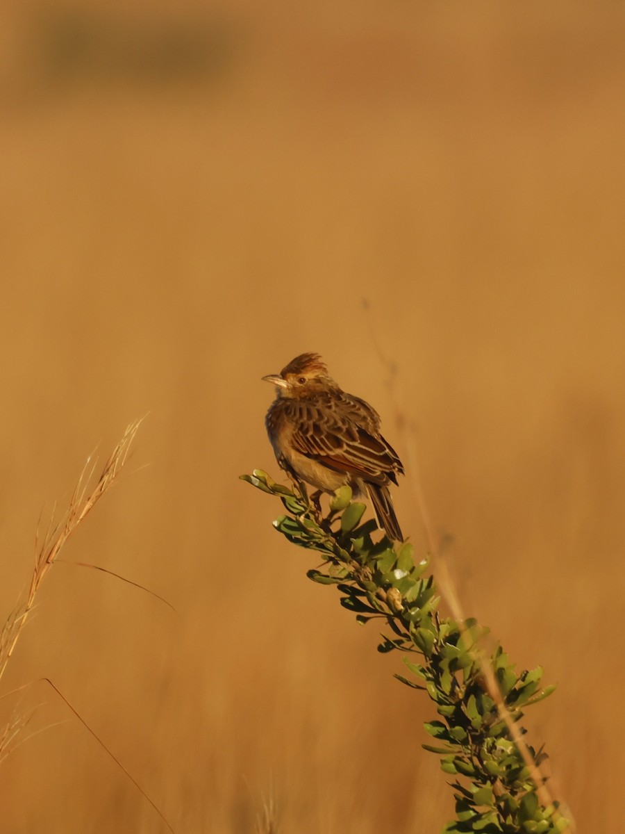 Rufous-naped Lark (Rufous-naped) - ML637821726