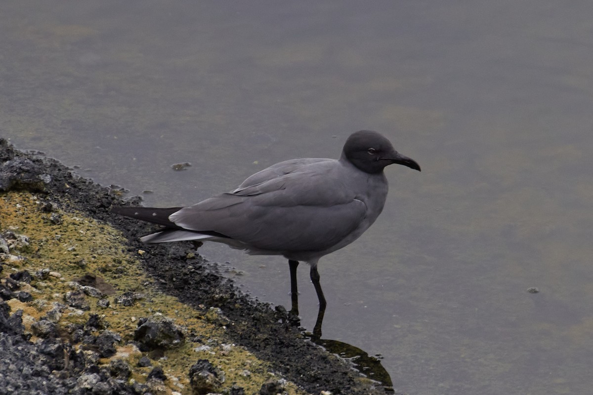 Lava Gull - ML637821747
