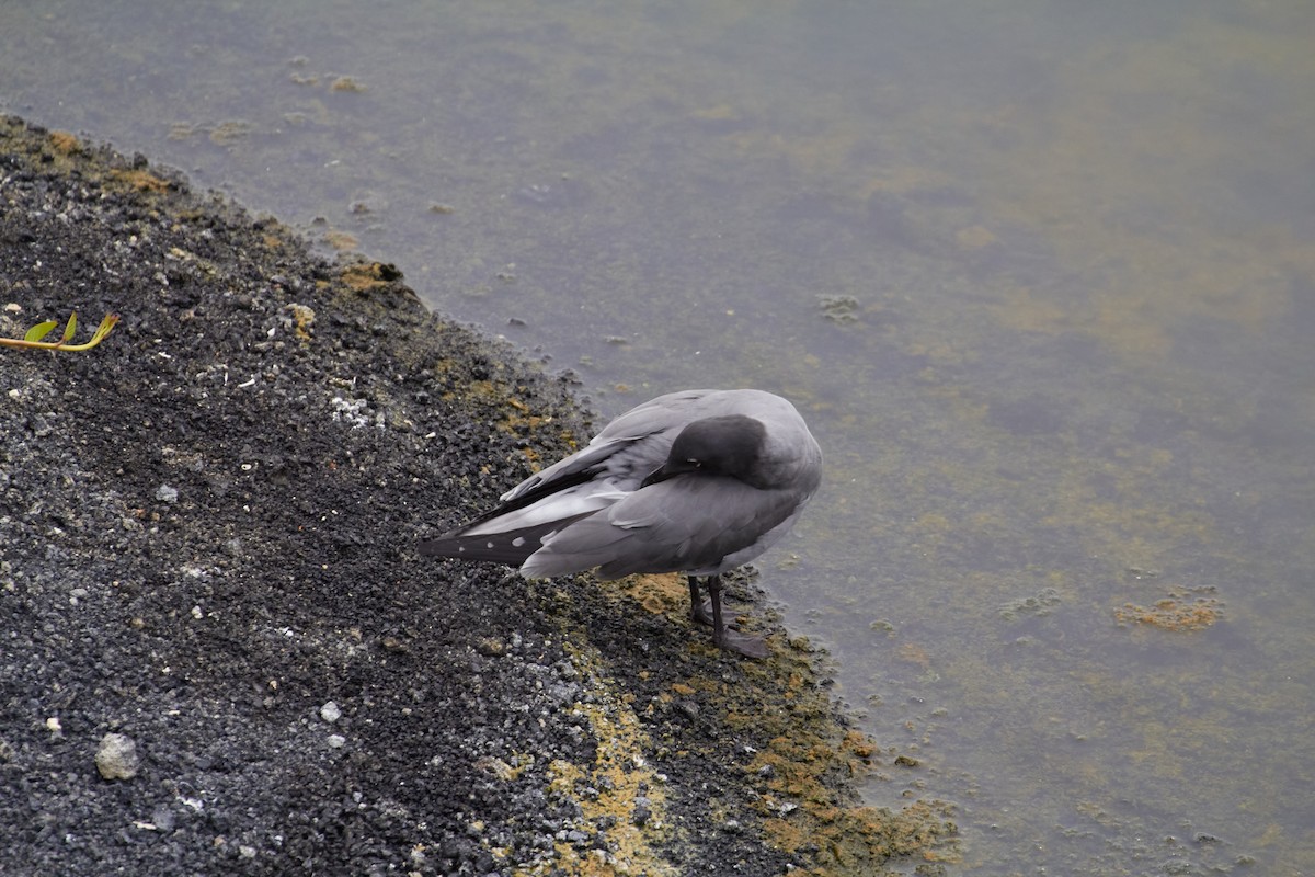 Lava Gull - ML637821749