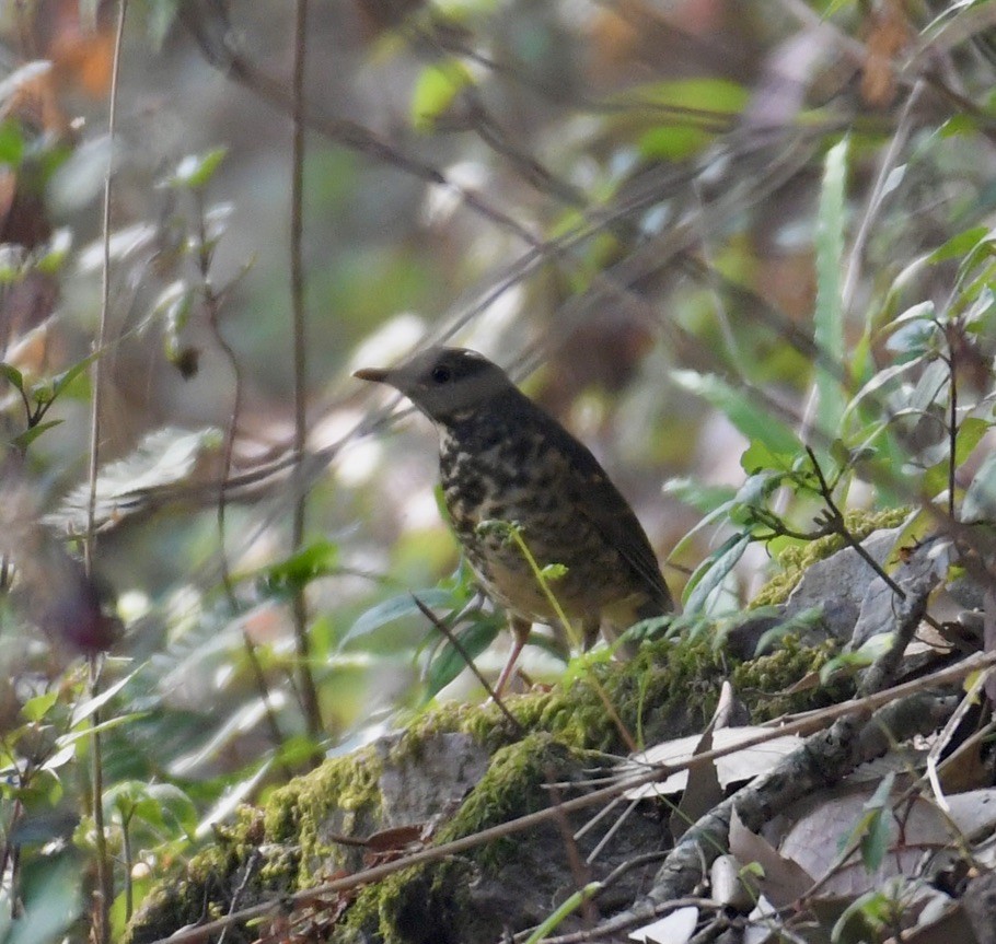 Alpine Thrush - ML637821757