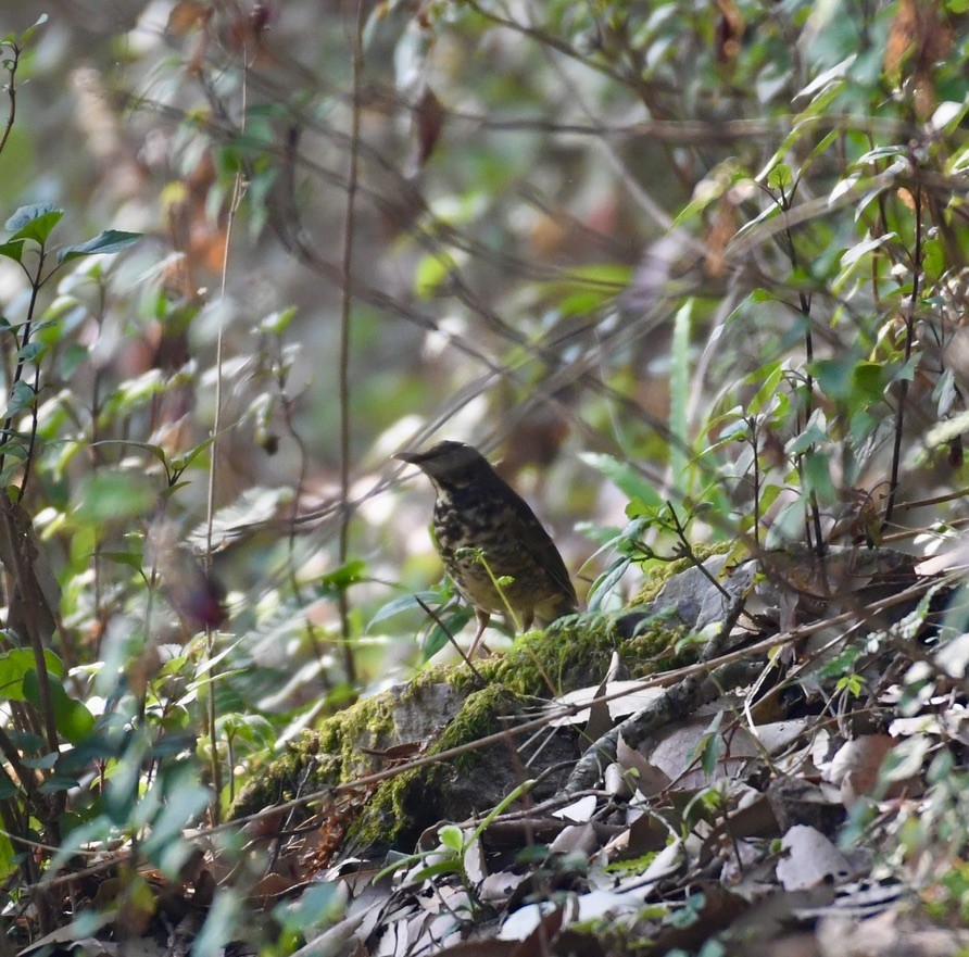 Alpine Thrush - ML637821762