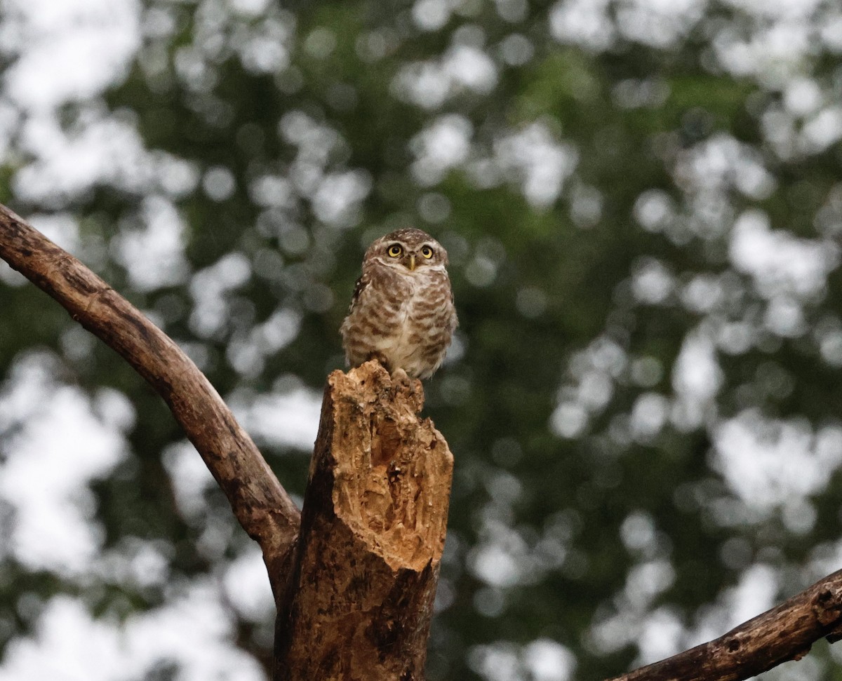 Spotted Owlet - ML637821770