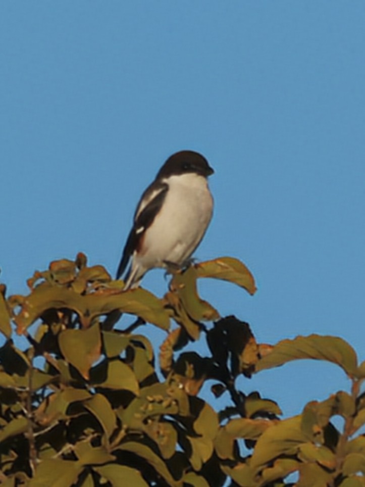 Southern Fiscal (Southern) - ML637821776