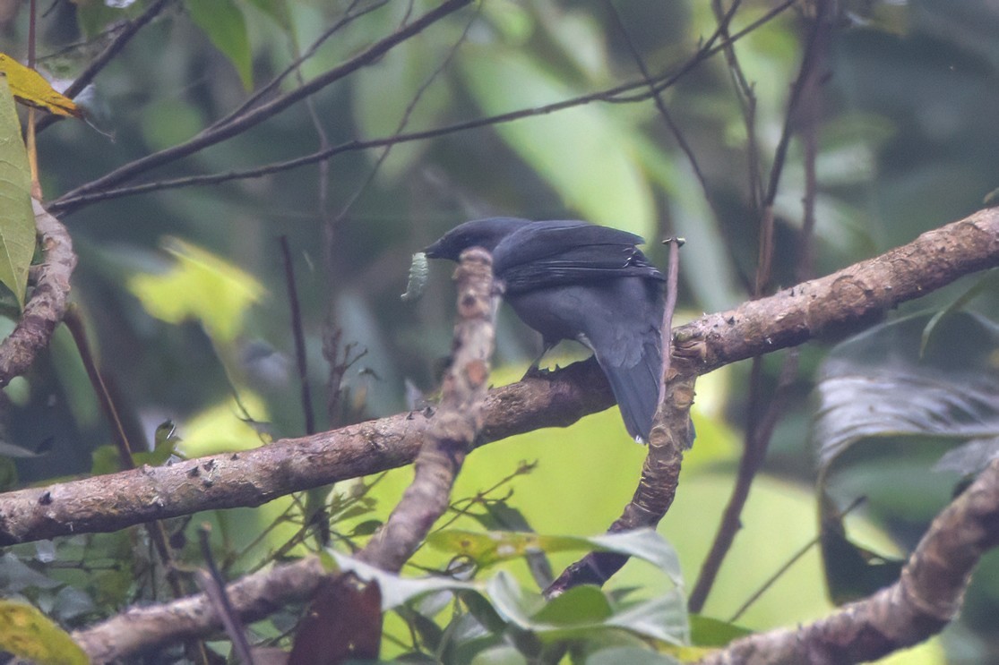 Black-winged Cuckooshrike - ML637821803