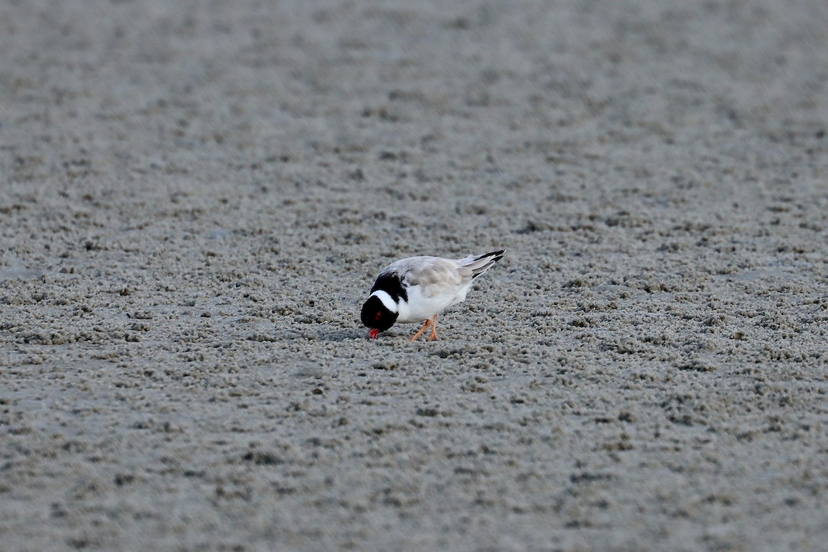 Hooded Plover - ML637821812