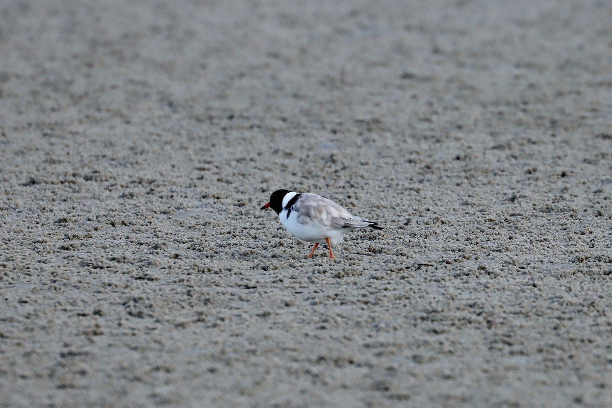 Hooded Plover - ML637821813