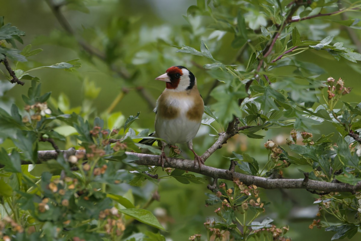 European Goldfinch - ML637821825