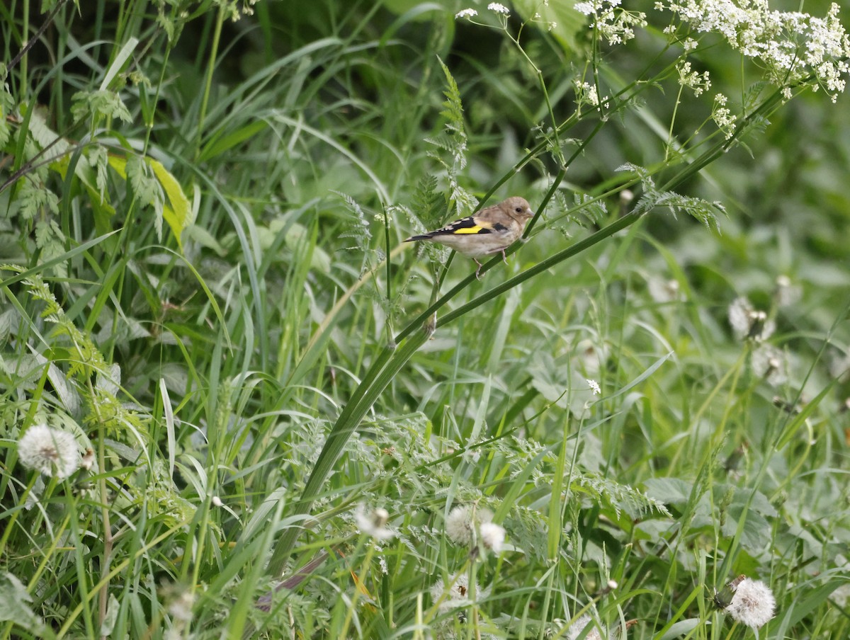 European Goldfinch - ML637821826