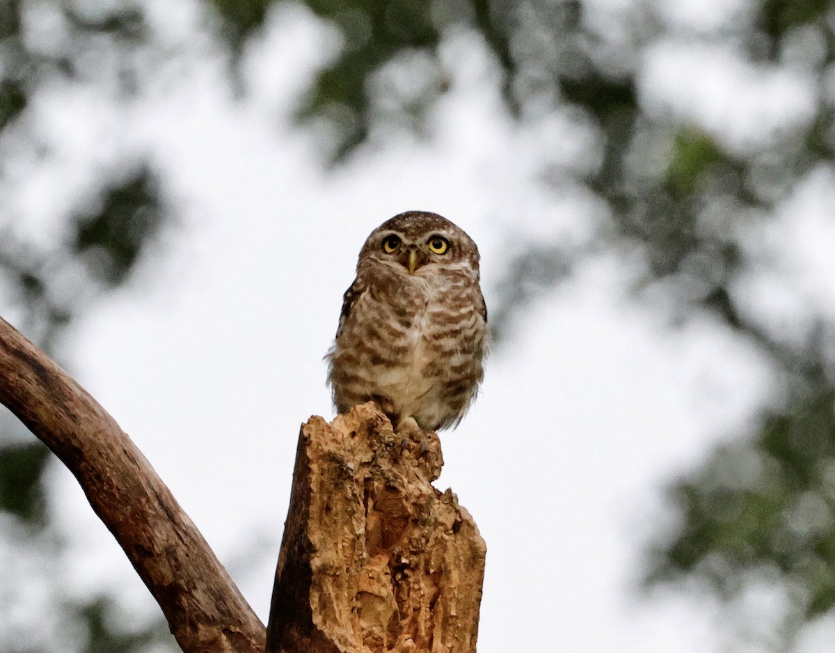 Spotted Owlet - ML637821828